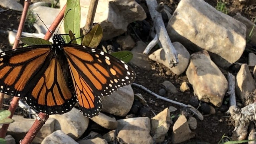 mariposa